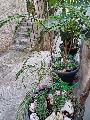   , , mala slika 6