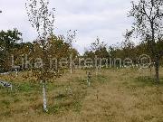   , , mala slika 3