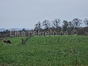   , , mala slika 4