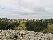   , , mala slika 4